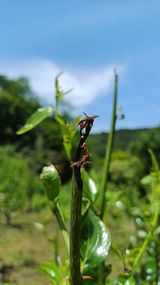 팜모닝 기타작물·병해충상담 게시글 이미지