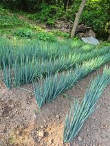 조순희님의 파·병해충상담 작성글 사진