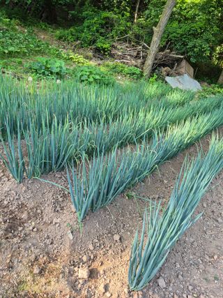 조순희님의 파 · 병해충상담 작성글 사진