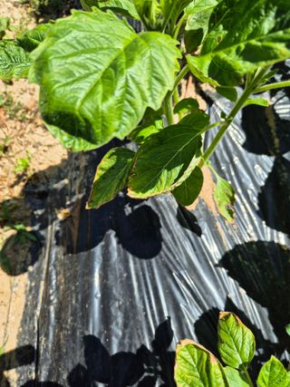 꽃다지님의 참깨 · 병해충상담 작성글 사진