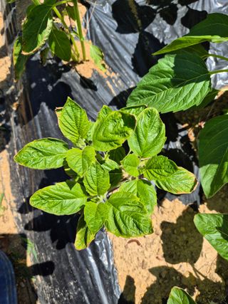 꽃다지님의 참깨 · 병해충상담 작성글 사진