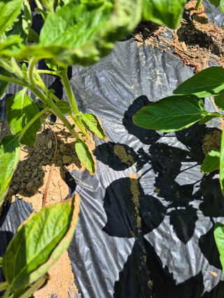 꽃다지님의 참깨 · 병해충상담 작성글 사진