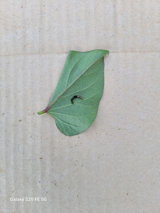 정찬영님의 고구마 · 병해충상담 작성글 사진