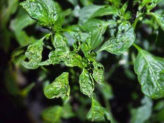 왕머슴님의 고추 · 병해충상담 작성글 사진