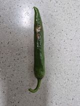 팜모닝 고추·병해충상담 게시글 이미지