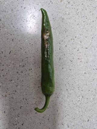 갈담리님의 고추 · 병해충상담 작성글 사진