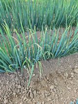 팜모닝 파·병해충상담 게시글 이미지