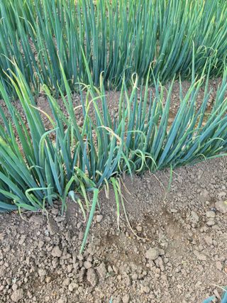 조순희님의 파 · 병해충상담 작성글 사진