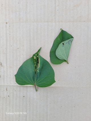 정찬영님의 고구마 · 병해충상담 작성글 사진