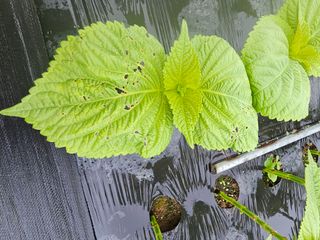 bong님의 들깨 · 병해충상담 작성글 사진