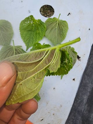 bong님의 들깨 · 병해충상담 작성글 사진