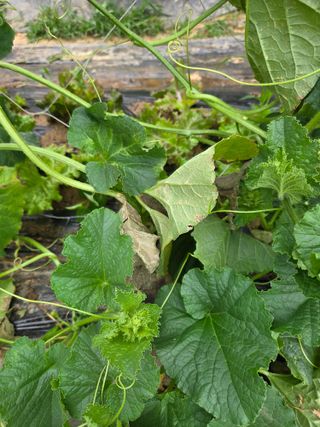 용진님의 기타작물 · 병해충상담 작성글 사진