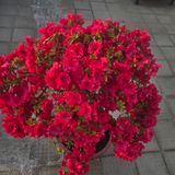 팜모닝 기타작물·병해충상담 게시글 이미지