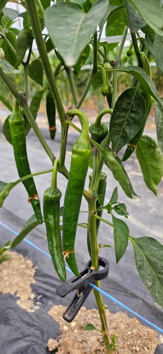 노승남님의 고추 · 병해충상담 작성글 사진