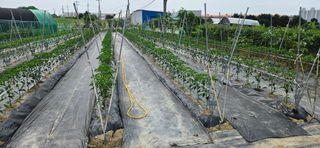 노승남님의 고추 · 병해충상담 작성글 사진