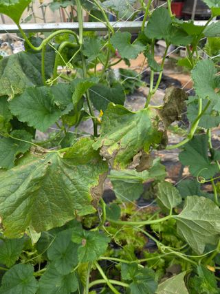 용진님의 기타작물 · 병해충상담 작성글 사진