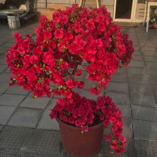 자두15836님의 기타작물 · 병해충상담 작성글 사진