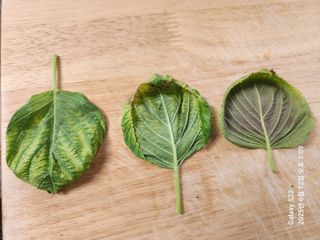 맛과자님의 기타작물 · 병해충상담 작성글 사진