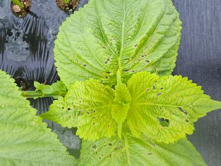 bong님의 들깨 · 병해충상담 작성글 사진