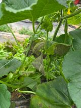 팜모닝 기타작물·병해충상담 게시글 이미지