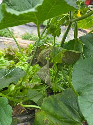 용진님의 기타작물 · 병해충상담 작성글 사진