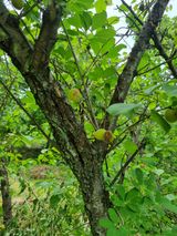 팜모닝 매실·병해충상담 게시글 이미지