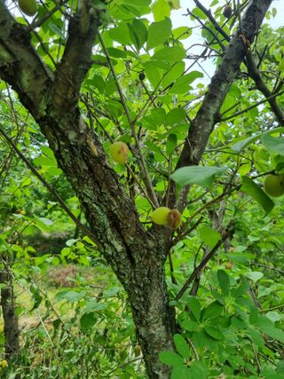 어마 27316님의 매실 · 병해충상담 작성글 사진