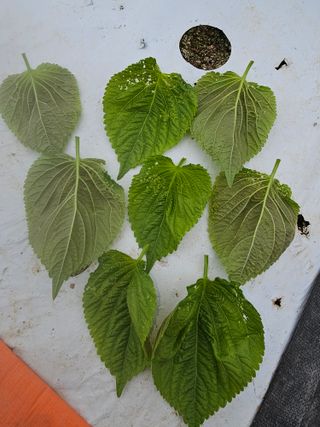 bong님의 들깨 · 병해충상담 작성글 사진