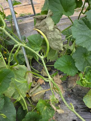 용진님의 기타작물 · 병해충상담 작성글 사진