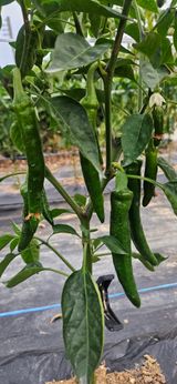 팜모닝 고추·병해충상담 게시글 이미지