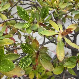 자두15836님의 기타작물 · 병해충상담 작성글 사진