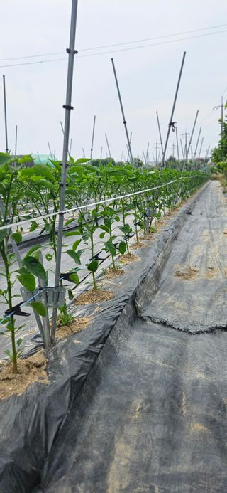 노승남님의 고추 · 병해충상담 작성글 사진