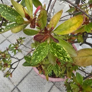 자두15836님의 기타작물 · 병해충상담 작성글 사진