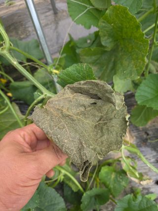 용진님의 기타작물 · 병해충상담 작성글 사진