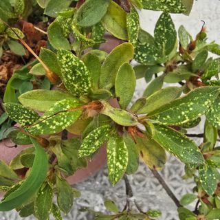 자두15836님의 기타작물 · 병해충상담 작성글 사진