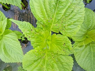 bong님의 들깨 · 병해충상담 작성글 사진