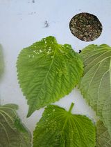 팜모닝 들깨·병해충상담 게시글 이미지