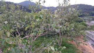 이순기님의 감 · 병해충상담 작성글 사진