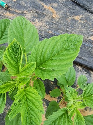 조정구님의 참깨 · 병해충상담 작성글 사진