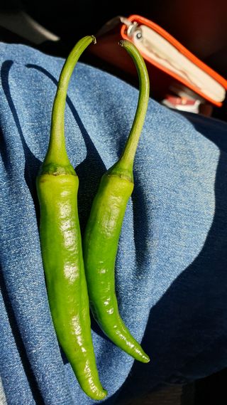 이영종님의 고추 · 병해충상담 작성글 사진