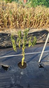 팜모닝 고추·병해충상담 게시글 이미지