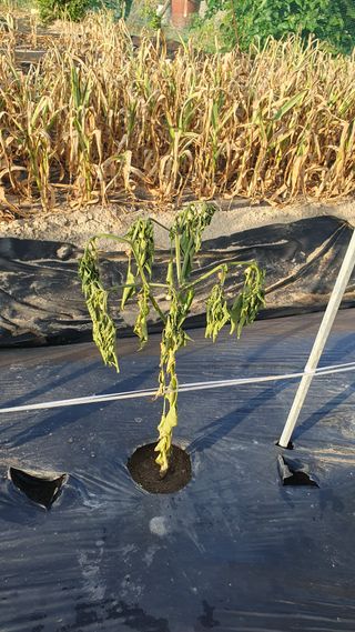 이연희님의 고추 · 병해충상담 작성글 사진