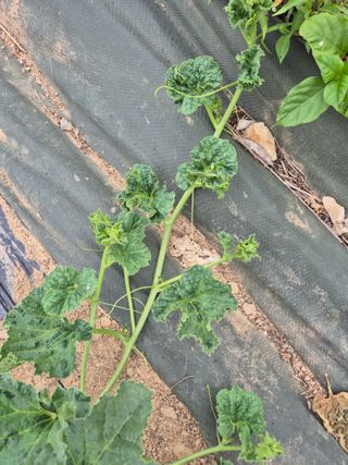 이상열님의 기타작물 · 병해충상담 작성글 사진