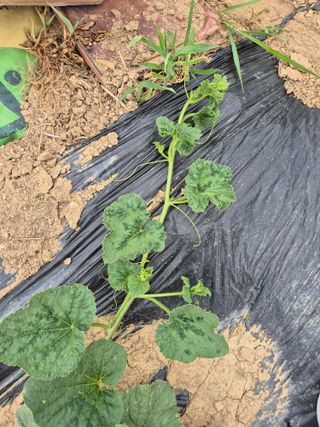 이상열님의 기타작물 · 병해충상담 작성글 사진