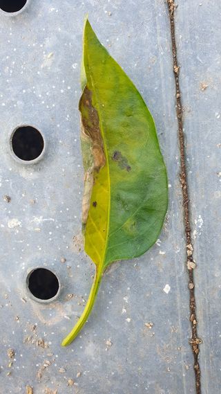 이영종님의 고추 · 병해충상담 작성글 사진