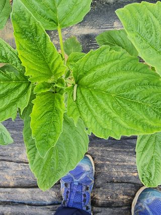 조정구님의 참깨 · 병해충상담 작성글 사진