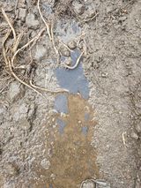 팜모닝 기타작물·병해충상담 게시글 이미지