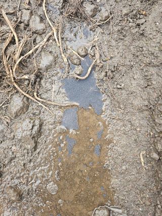 남이님의 기타작물 · 병해충상담 작성글 사진