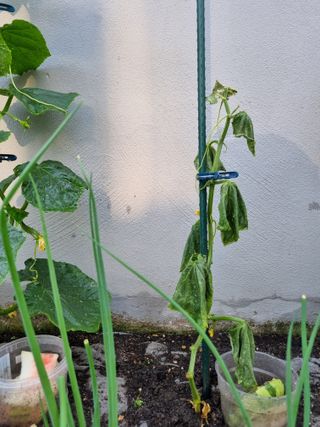 농사가좋아님의 오이 · 병해충상담 작성글 사진