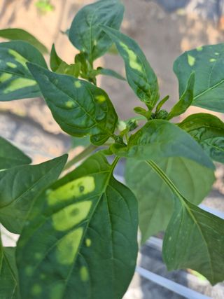 성정동님의 기타작물 · 병해충상담 작성글 사진